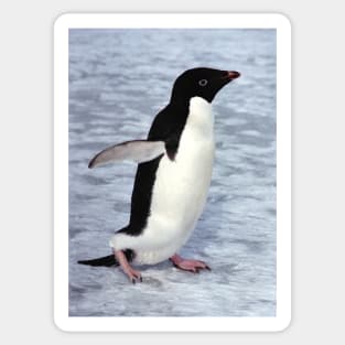 Adelie Penguin Walking on the Fast Ice Sticker